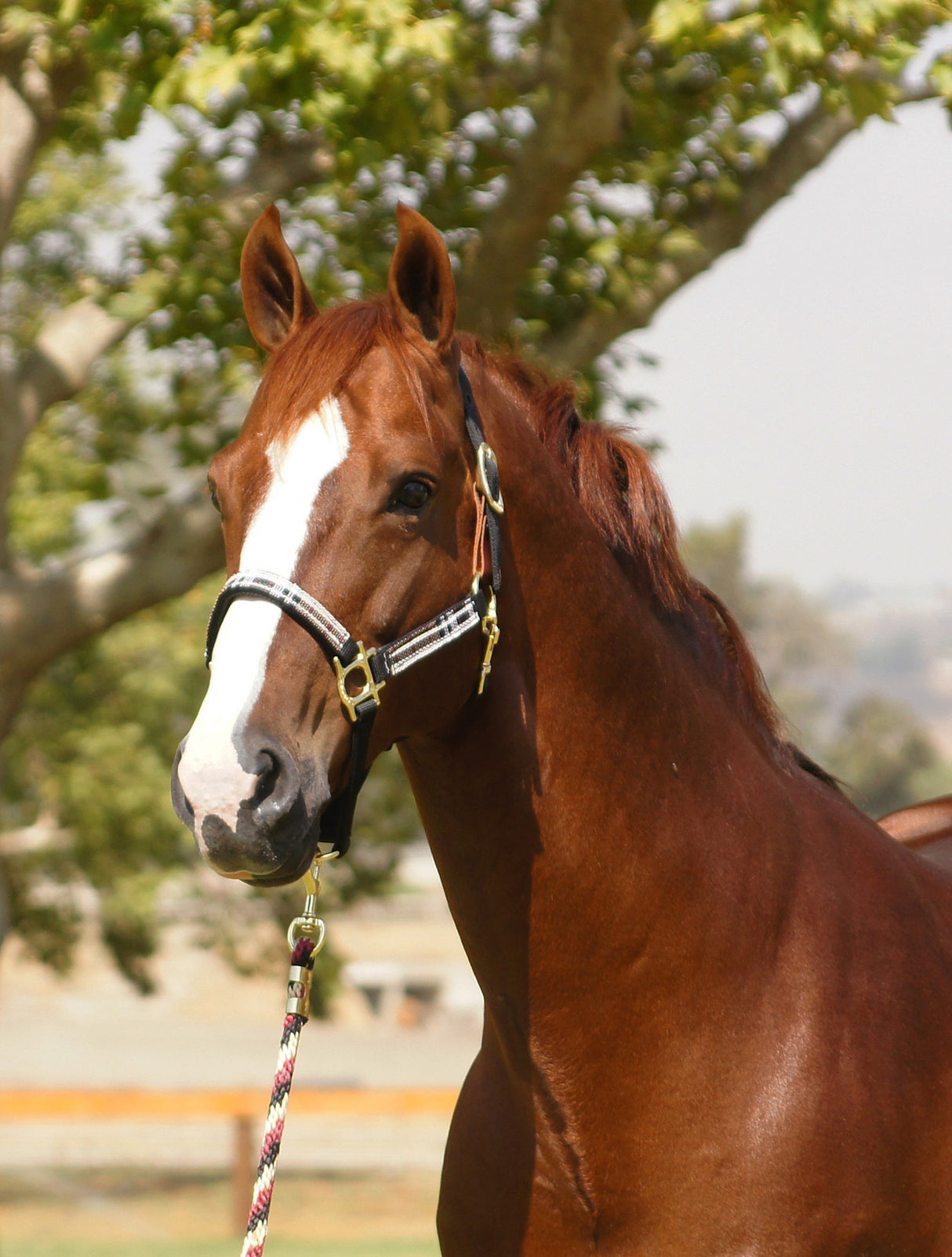 Kensington breakaway headcollar & lead rope set