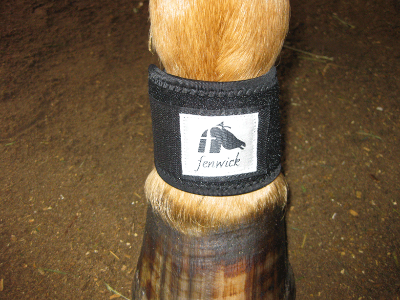 Fenwick LT pastern wrap